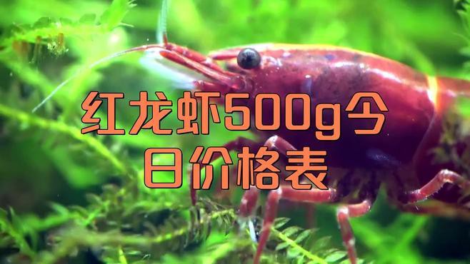 紅龍蝦的市場價格如何