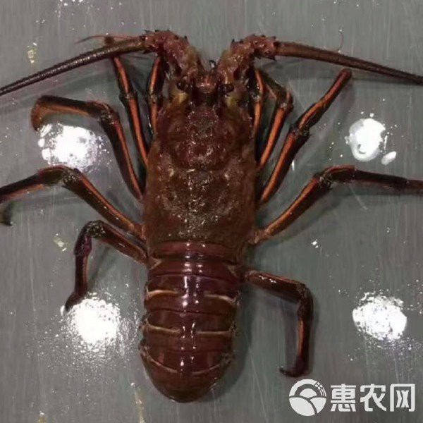 紅龍蝦的市場價格如何