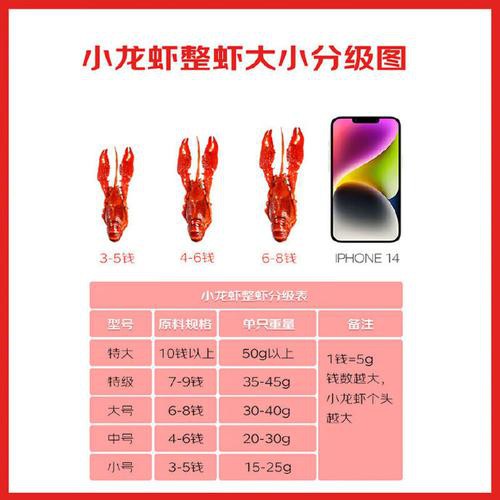 紅龍蝦的市場價格如何