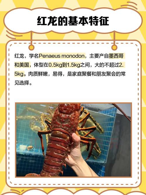 紅龍蝦的市場價格如何