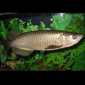 黃化銀龍魚價格表（銀龍魚多少錢一條）