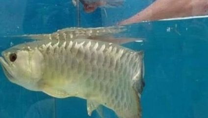最小的金龍魚品種是怎樣的？：最小的金龍魚品種可以根據不同的特點進行分類分類中