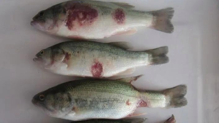 黑鱗病最怕三個魚