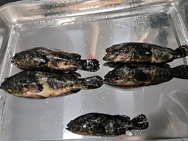 黑鱗病最怕三個魚