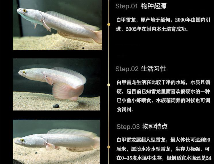 白化雷龍魚少不少見，白化雷龍魚市場價格