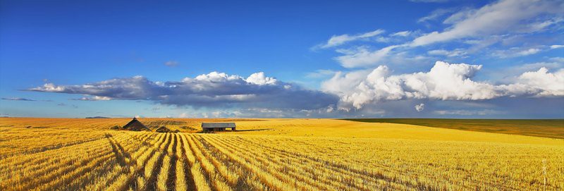 金龍魚客服 金龍魚客服 龍魚百科 第1張