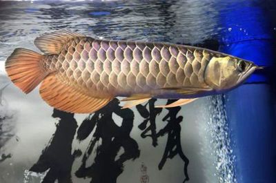 龍魚驚嚇趴缸多久能恢復正常活動：龍魚受到驚嚇導致的趴缸恢復時間