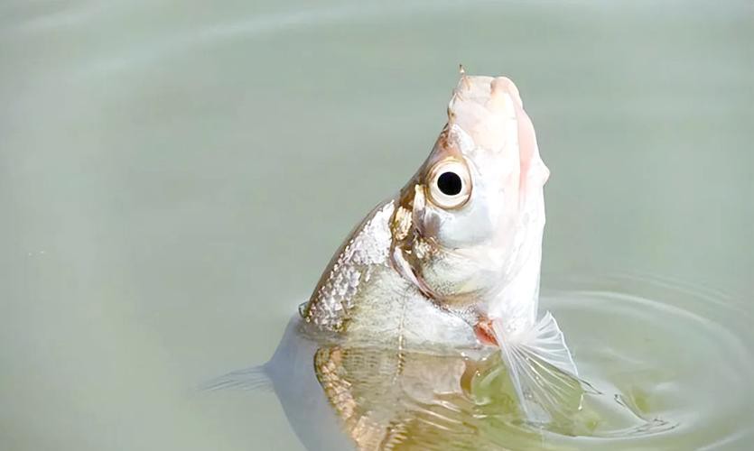 金龍魚翹嘴圖片欣賞大全