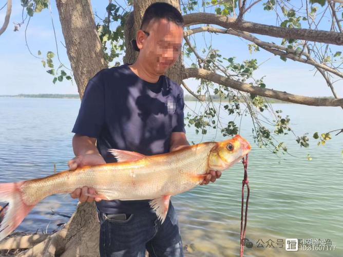 金龍魚翹嘴圖片欣賞大全
