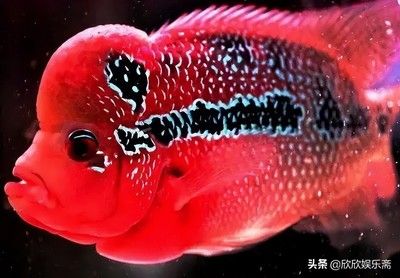 中國(guó)最貴的龍魚排行榜：中國(guó)最貴的十大龍魚品種排行榜(一條魚五百萬 中國(guó)最貴的龍魚排行榜：中國(guó)最貴的十大龍魚品種排行榜(一條魚五百萬 龍魚百科 第3張