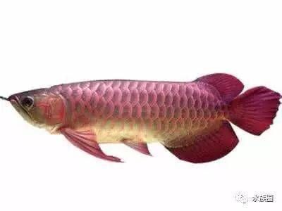 龍魚缸需要什么設備：如何正確安裝龍魚缸加熱棒