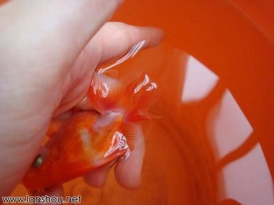 土霉素治龍魚什么病（土霉素在治療龍魚的時候有哪些注意事項？）