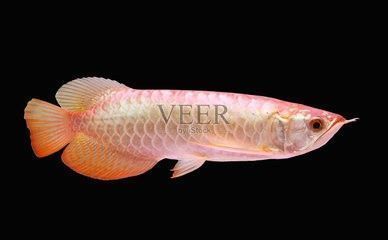 龍魚可以用藥水上色嗎為什么呢， 龍魚可以用藥水上色嗎為什么呢， 龍魚百科 第2張