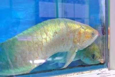 龍魚缸溫度30度高嗎（龍魚缸水溫調節技巧，如何預防龍魚高溫病害）