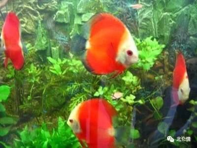 常見的觀賞魚品種：常見的觀賞魚品種有哪些