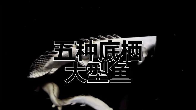 哪種底層魚最適合與龍魚混養？ 哪種底層魚最適合與龍魚混養？ 龍魚百科 第1張