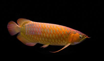 龍魚可以吃嗎有沒有毒性，龍魚是否可以食用