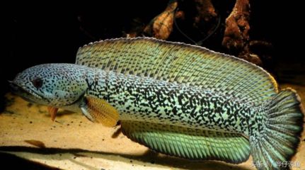 龍魚吃什么魚肉好吃：如何判斷龍魚是否適合投喂給龍魚