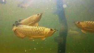 龍魚抽搐甩頭的原因（龍魚抽搐甩頭可能由多種原因引起，） 龍魚抽搐甩頭的原因（龍魚抽搐甩頭可能由多種原因引起，） 龍魚百科 第1張