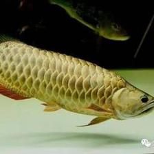 龍魚抽搐甩頭的原因（龍魚抽搐甩頭可能由多種原因引起，） 龍魚抽搐甩頭的原因（龍魚抽搐甩頭可能由多種原因引起，） 龍魚百科 第2張