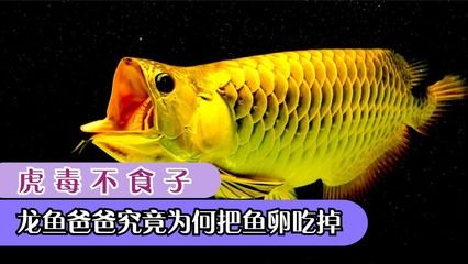 龍魚抽搐甩頭的原因（龍魚抽搐甩頭可能由多種原因引起，） 龍魚抽搐甩頭的原因（龍魚抽搐甩頭可能由多種原因引起，） 龍魚百科 第5張