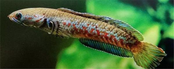 龍魚和雷龍魚混養好不好：龍魚和雷龍魚可以混養嗎