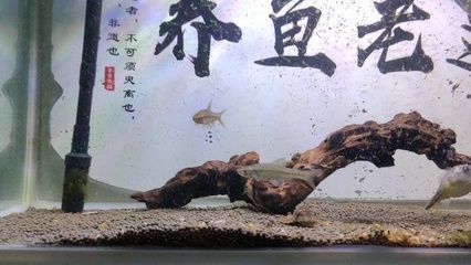 龍魚爛鰭怎么治療最好：治療龍魚爛鰭需要綜合考慮病因、治療方法和注意事項