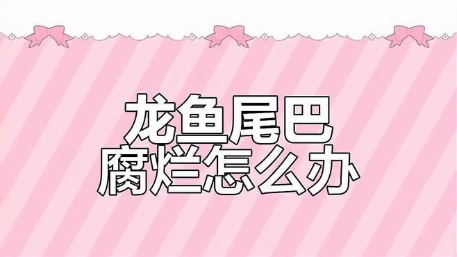 四角龍魚爛尾后如何治療？