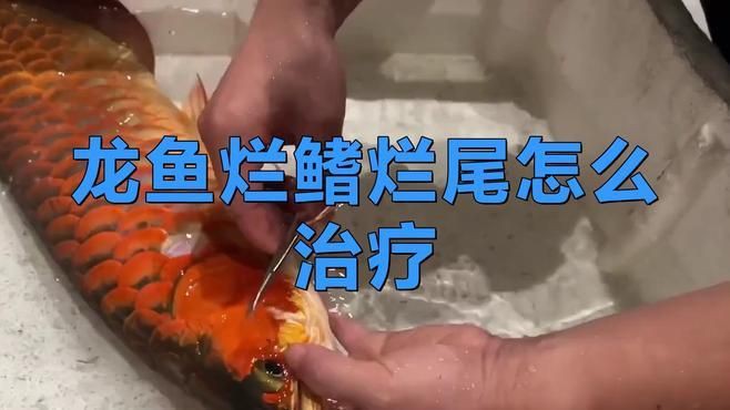 四角龍魚爛尾后如何治療？