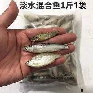 剛買來的龍魚幾天可以喂飼料嗎（剛買來的龍魚需要適應環境一段時間后才能開始喂食）