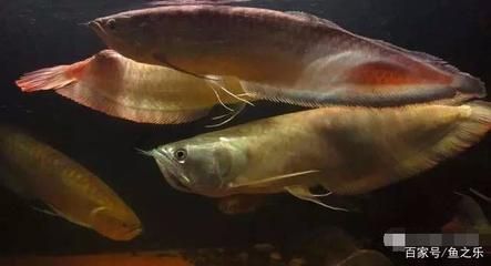 龍魚單養(yǎng)與混養(yǎng)的選擇（龍魚單養(yǎng)和混養(yǎng)各有優(yōu)缺點(diǎn)） 龍魚單養(yǎng)與混養(yǎng)的選擇（龍魚單養(yǎng)和混養(yǎng)各有優(yōu)缺點(diǎn)） 龍魚百科 第1張