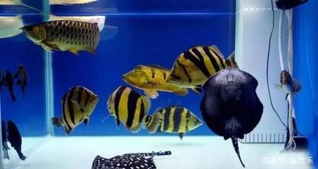 龍魚單養(yǎng)與混養(yǎng)的選擇（龍魚單養(yǎng)和混養(yǎng)各有優(yōu)缺點(diǎn)） 龍魚單養(yǎng)與混養(yǎng)的選擇（龍魚單養(yǎng)和混養(yǎng)各有優(yōu)缺點(diǎn)） 龍魚百科 第5張