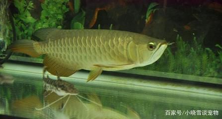 龍魚胃口不好如何進行調養:如何檢測龍魚的健康狀況,龍魚飼料選擇指南,龍魚換季飲食調整方法 龍魚百科 第5張 龍魚胃口不好如何進行調養:如何檢測龍魚的健康狀況,龍魚飼料選擇指南,龍魚換季飲食調整方法 龍魚胃口不好如何進行調養:如何檢測龍魚的健康狀況,龍魚飼料選擇指南,龍魚換季飲食調整方法 龍魚百科 第5張