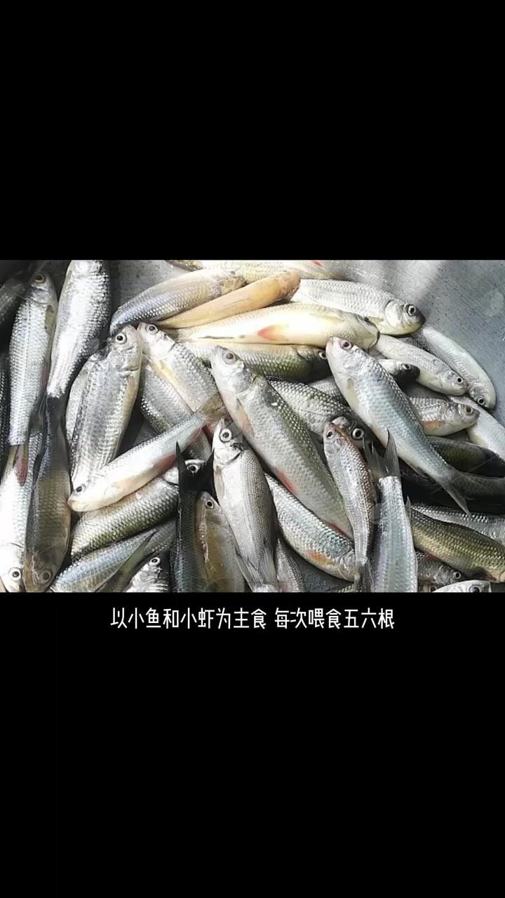 古典過背金龍多久喂一次？ 古典過背金龍多久喂一次？ 龍魚百科 第6張