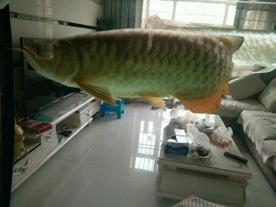 龍魚鱗片上有小疙瘩（龍魚鱗片上出現(xiàn)小疙瘩可能由多種原因引起）