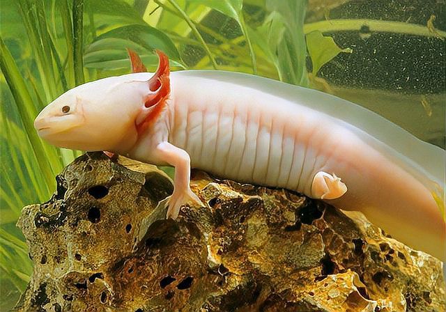 六角恐龍魚一個星期不吃東西會餓死嗎