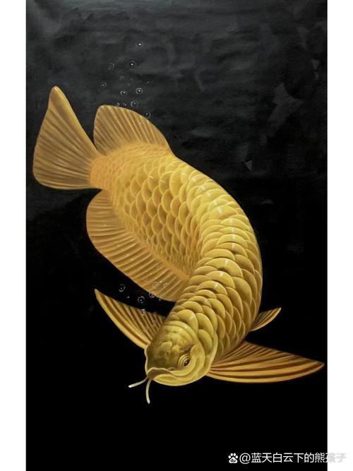 水彩金龍魚 水彩金龍魚 龍魚百科 第20張
