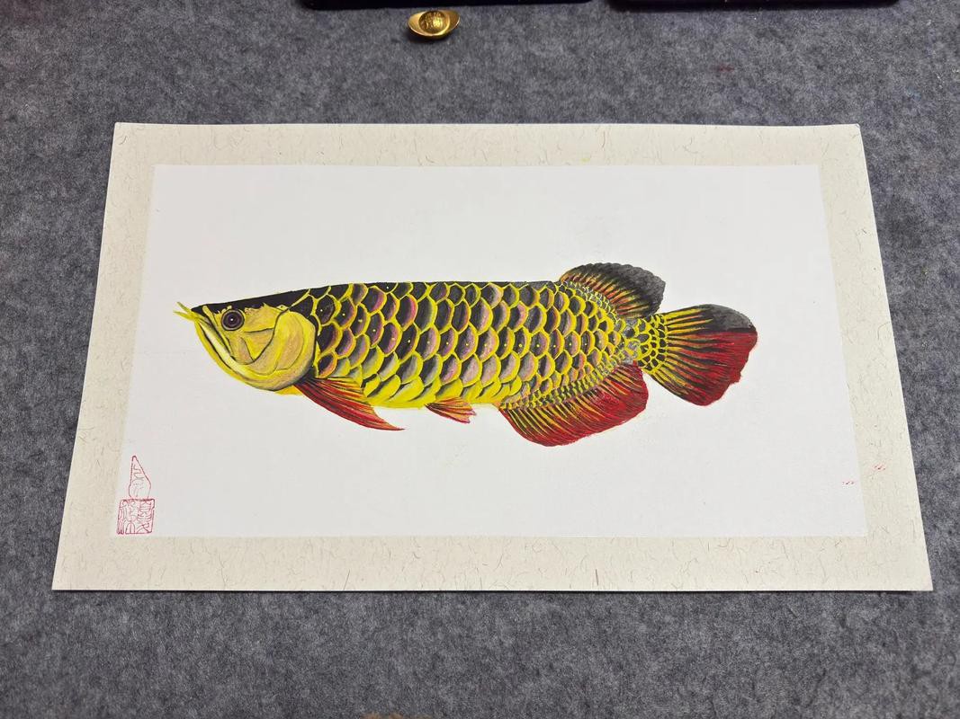 水彩金龍魚 水彩金龍魚 龍魚百科 第2張