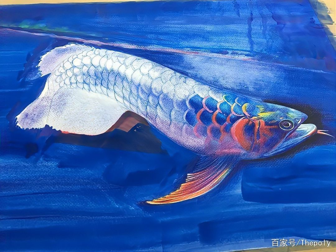 水彩金龍魚 水彩金龍魚 龍魚百科 第34張