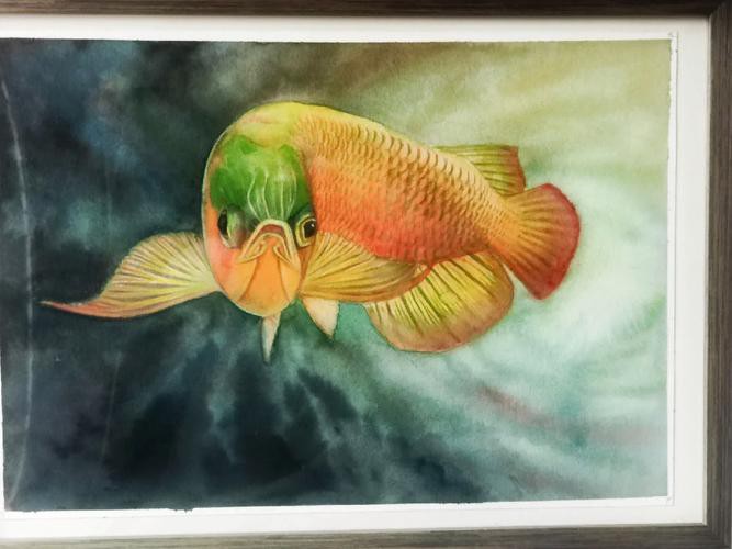 水彩金龍魚 水彩金龍魚 龍魚百科 第22張