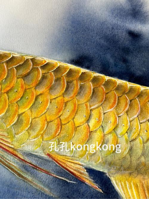 水彩金龍魚 水彩金龍魚 龍魚百科 第19張