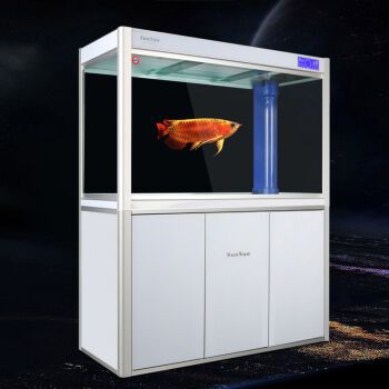 一米龍魚多少錢？：一米長的龍魚價格受到多種因素影響，一米龍魚多少錢 一米龍魚多少錢？：一米長的龍魚價格受到多種因素影響，一米龍魚多少錢 龍魚百科 第2張