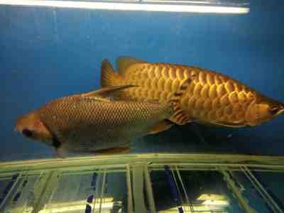 紅金龍魚什么價位好：紅金龍魚什么價位好紅金龍魚什么價位好