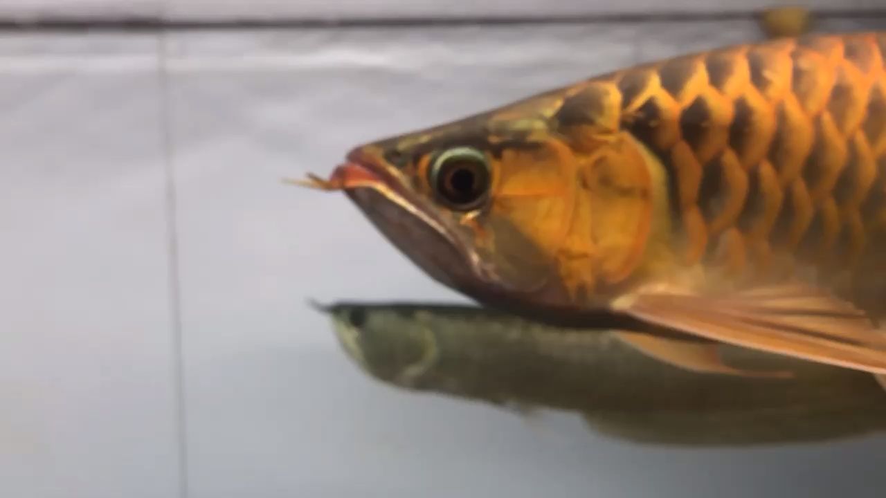 印尼血紅龍魚(yú)和普通魚(yú)哪個(gè)好（印尼血紅龍魚(yú)與普通魚(yú)相比，各有優(yōu)勢(shì)） 印尼血紅龍魚(yú)和普通魚(yú)哪個(gè)好（印尼血紅龍魚(yú)與普通魚(yú)相比，各有優(yōu)勢(shì)） 龍魚(yú)百科