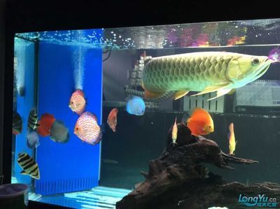龍魚新缸養(yǎng)水幾天換一次水：龍魚新缸養(yǎng)水幾天換一次水，需要注意什么