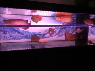 龍魚新缸養(yǎng)水幾天換一次水：龍魚新缸養(yǎng)水幾天換一次水，需要注意什么