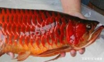 紅龍魚原產地照片圖：印尼紅龍魚原產地照片圖，