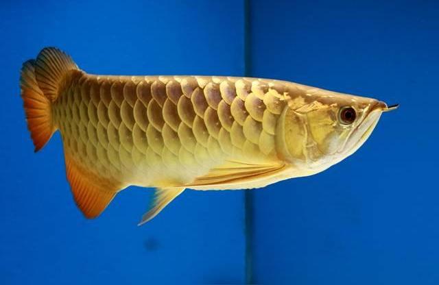 金龍魚20公分長啥樣