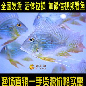 養(yǎng)龍魚(yú)微信群：如何尋找養(yǎng)龍魚(yú)微信群 養(yǎng)龍魚(yú)微信群：如何尋找養(yǎng)龍魚(yú)微信群 龍魚(yú)百科 第2張