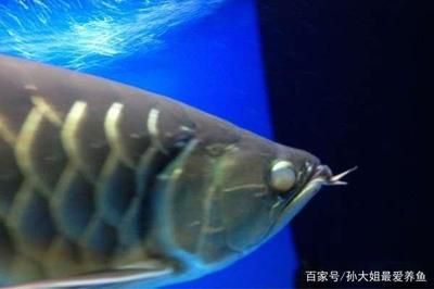 龍魚蒙眼跟燈光有關(guān)系嗎怎么治好的：龍魚蒙眼可能與燈光有關(guān)，龍魚蒙眼可能與燈光有關(guān)嗎